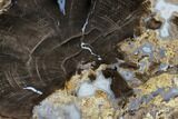 Petrified Wood (Schinoxylon) Slab - Blue Forest, Wyoming #114459-1